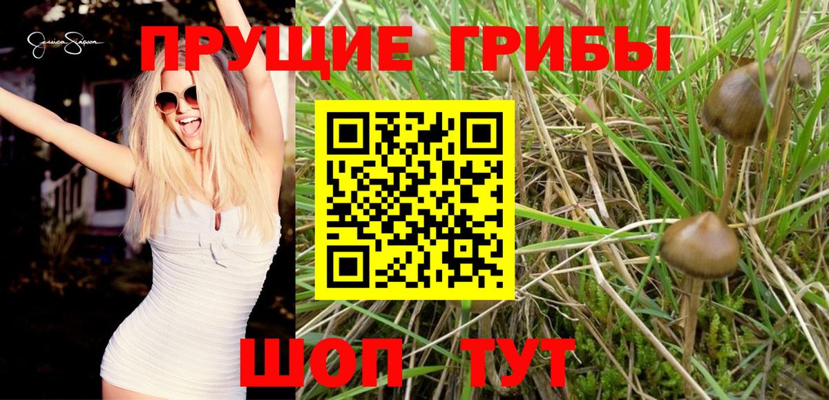 Звенигород  Галлюциногенные грибы Psilocybe  Вход с VPN 